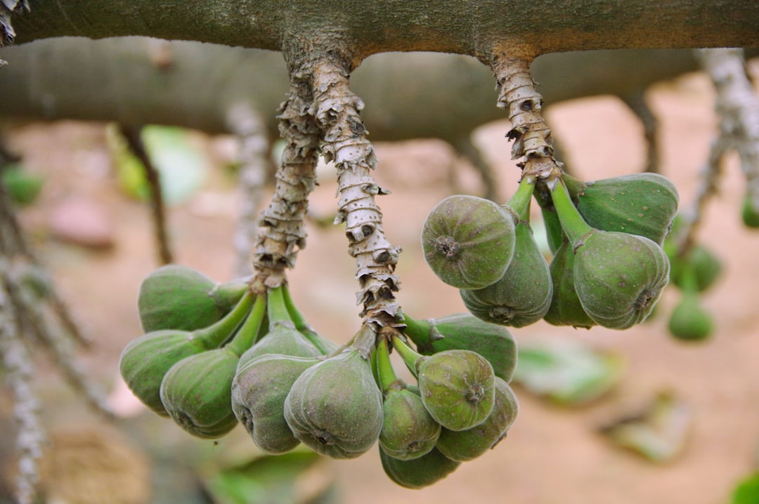 Fig - a bunch of unripe bananas hanging from a tree