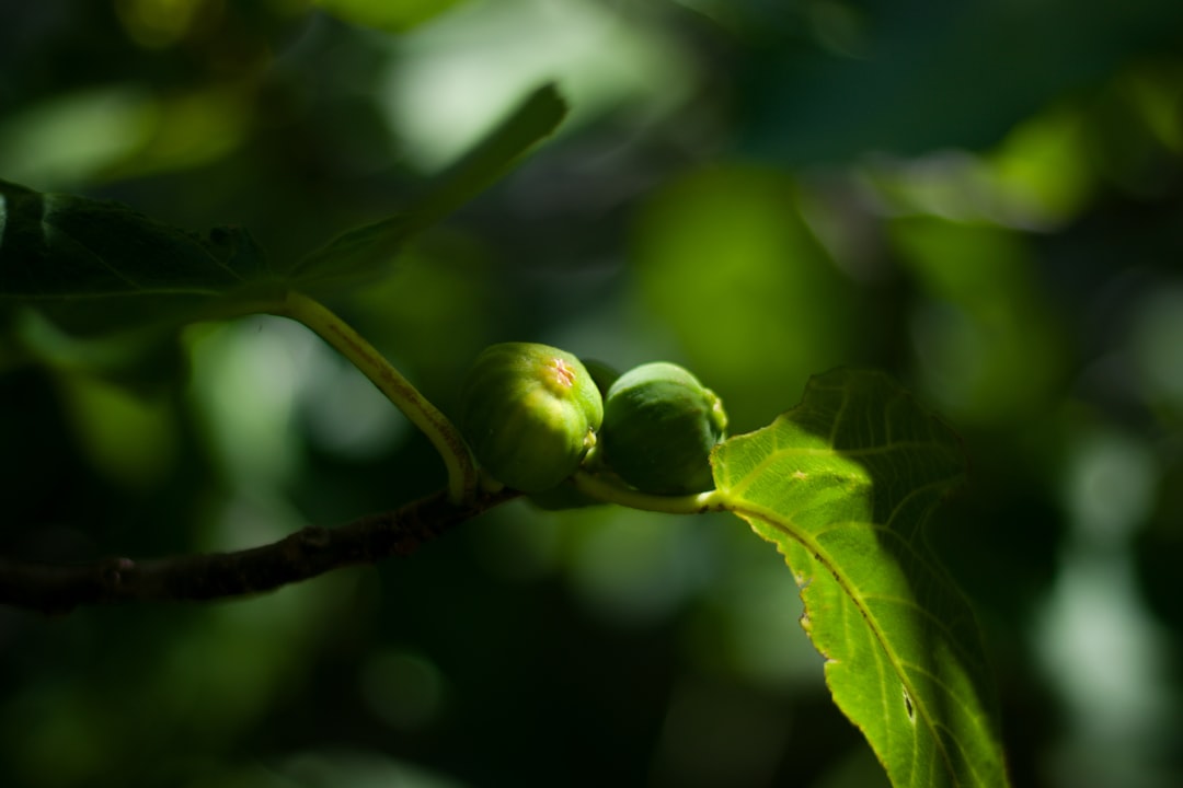 Fig - Two small green figs on a branch.