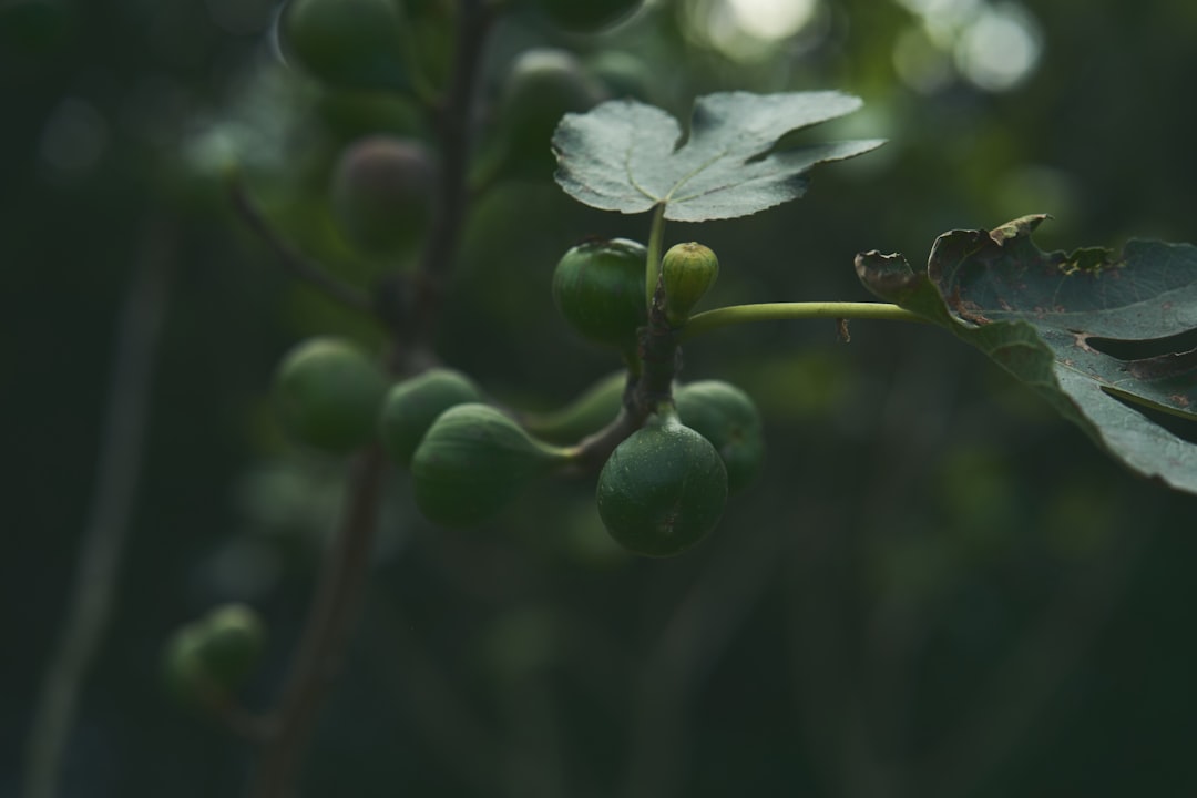 Fig - a close up of a branch with green leaves