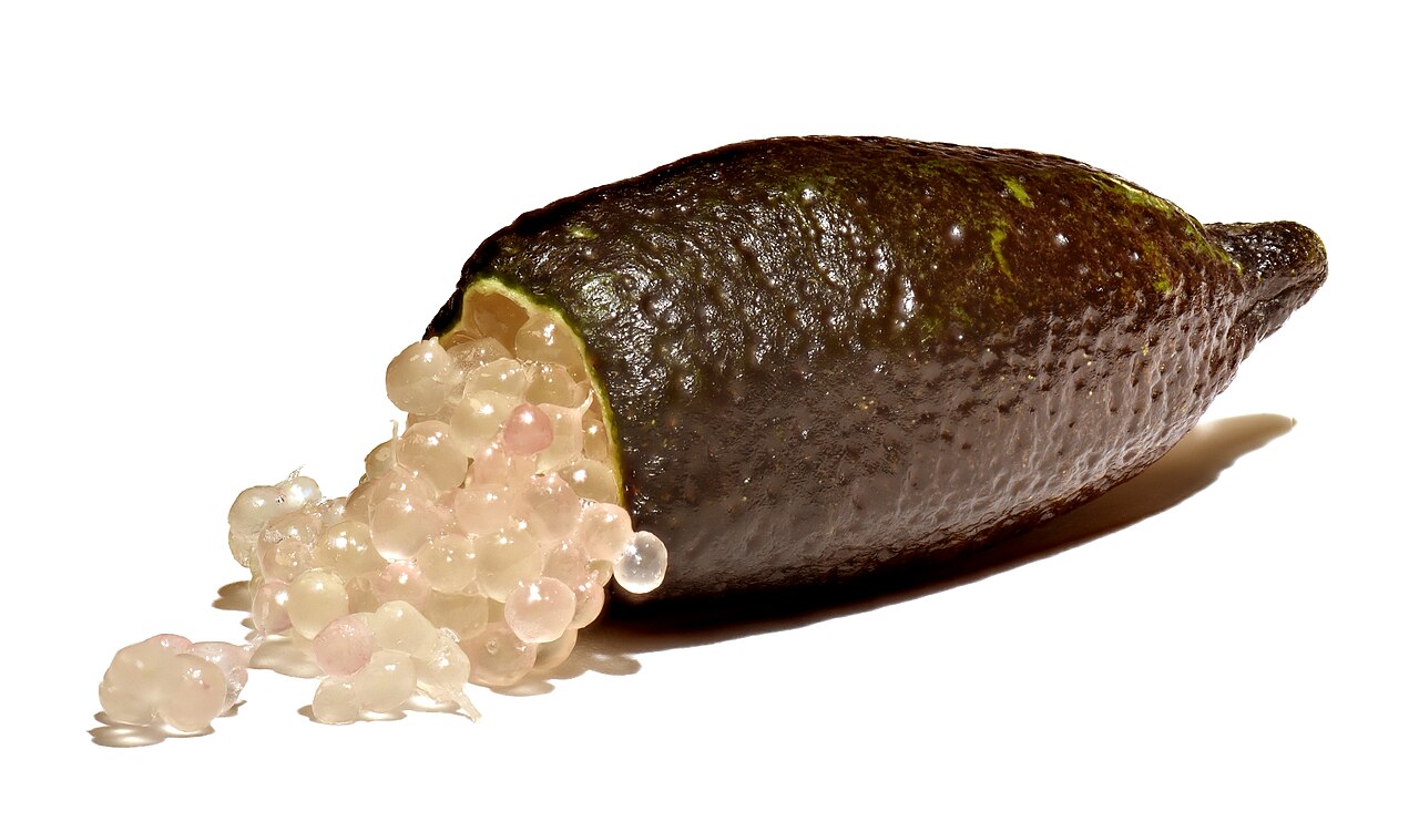 Finger Lime - Citrus australasica, the Australian finger lime or caviar lime
