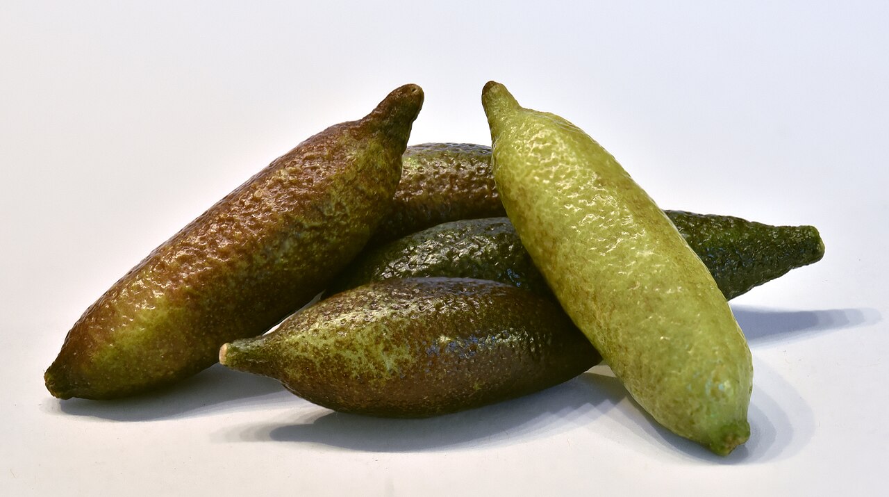 Finger Lime - Citrus australasica, the Australian finger lime or caviar lime