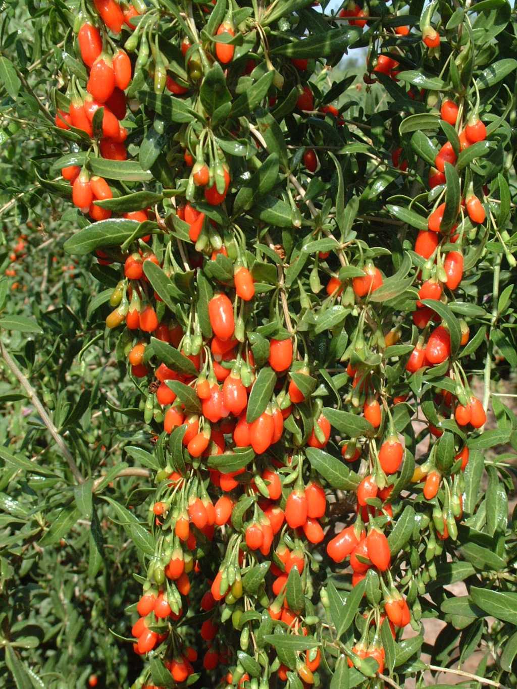 Goji Berry - plody goji