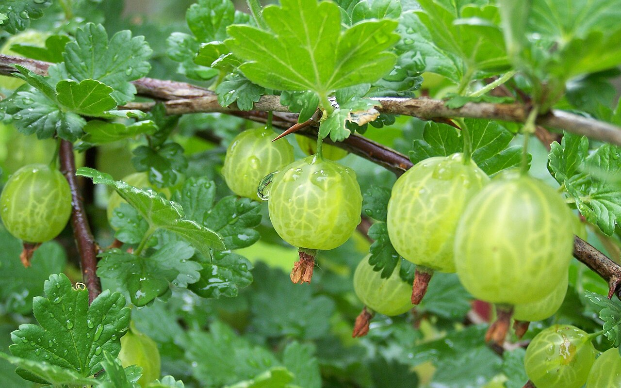 Gooseberry - Some Gooseberrys I fotographed in my grandfathers garden. Self made, cut.