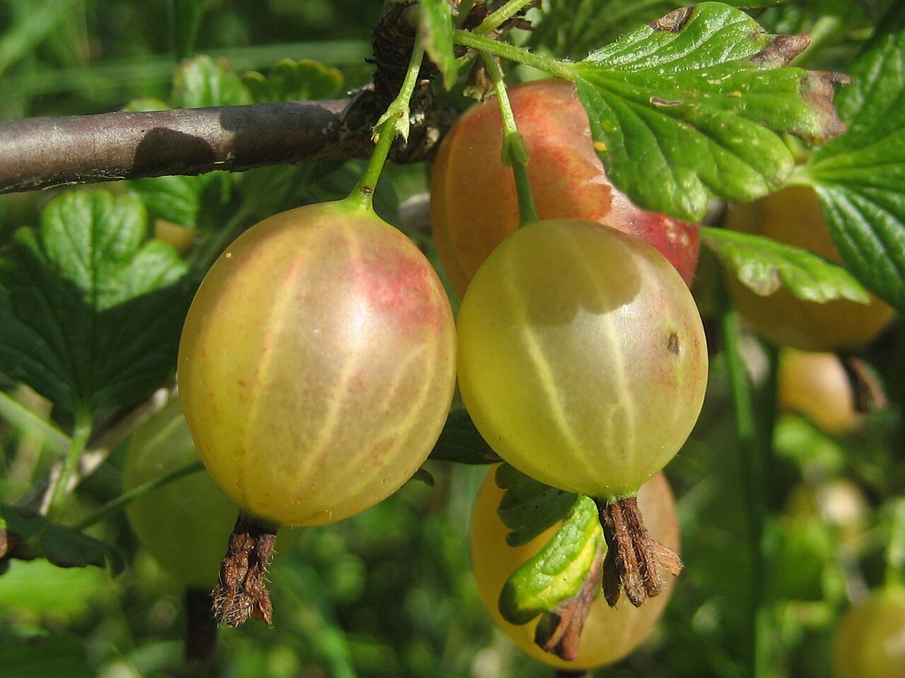 Gooseberry - Gooseberries. Moscow region.