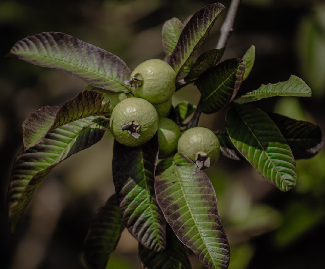 Guava - Green guavas growing on a tree branch.