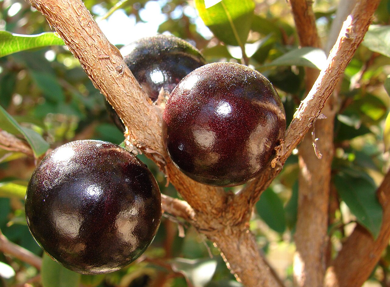 Jabuticaba - Jabuticaba ripe fruit