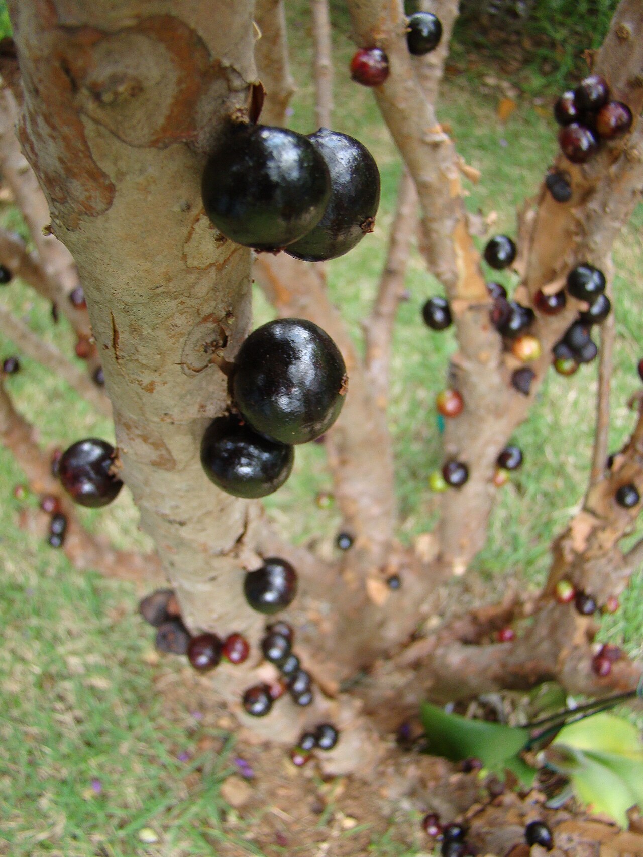 Jabuticaba - Jabuticaba fruit (Plinia cauliflora). Sao paulo. Brazilian native.