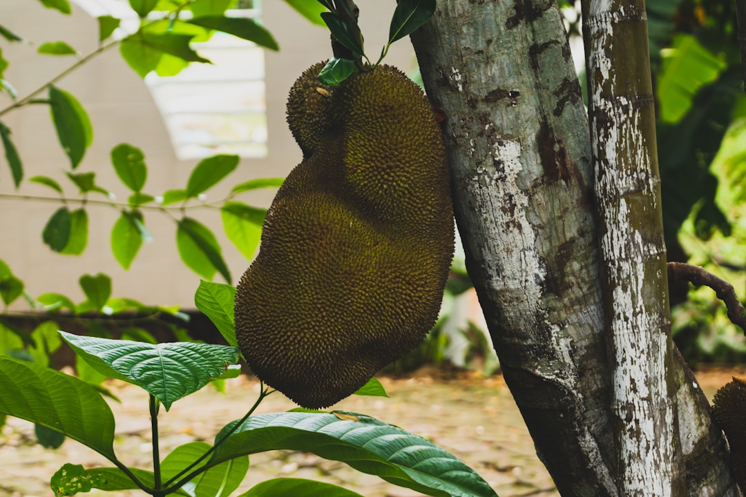 Jackfruit - a fruit hanging from a tree in a forest