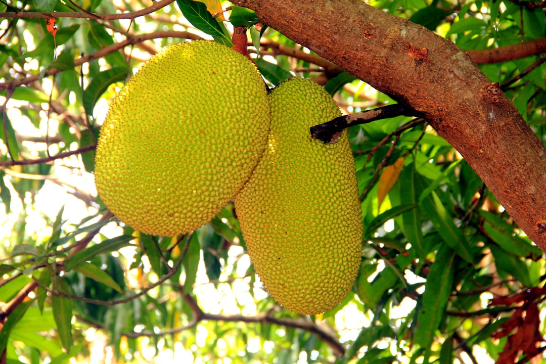 Jackfruit - a group of fruit from a tree