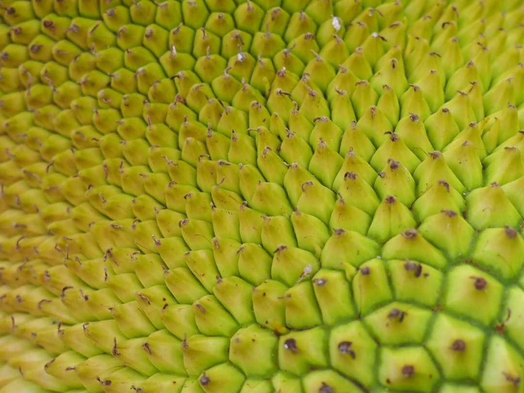 Jackfruit - green and black snake skin