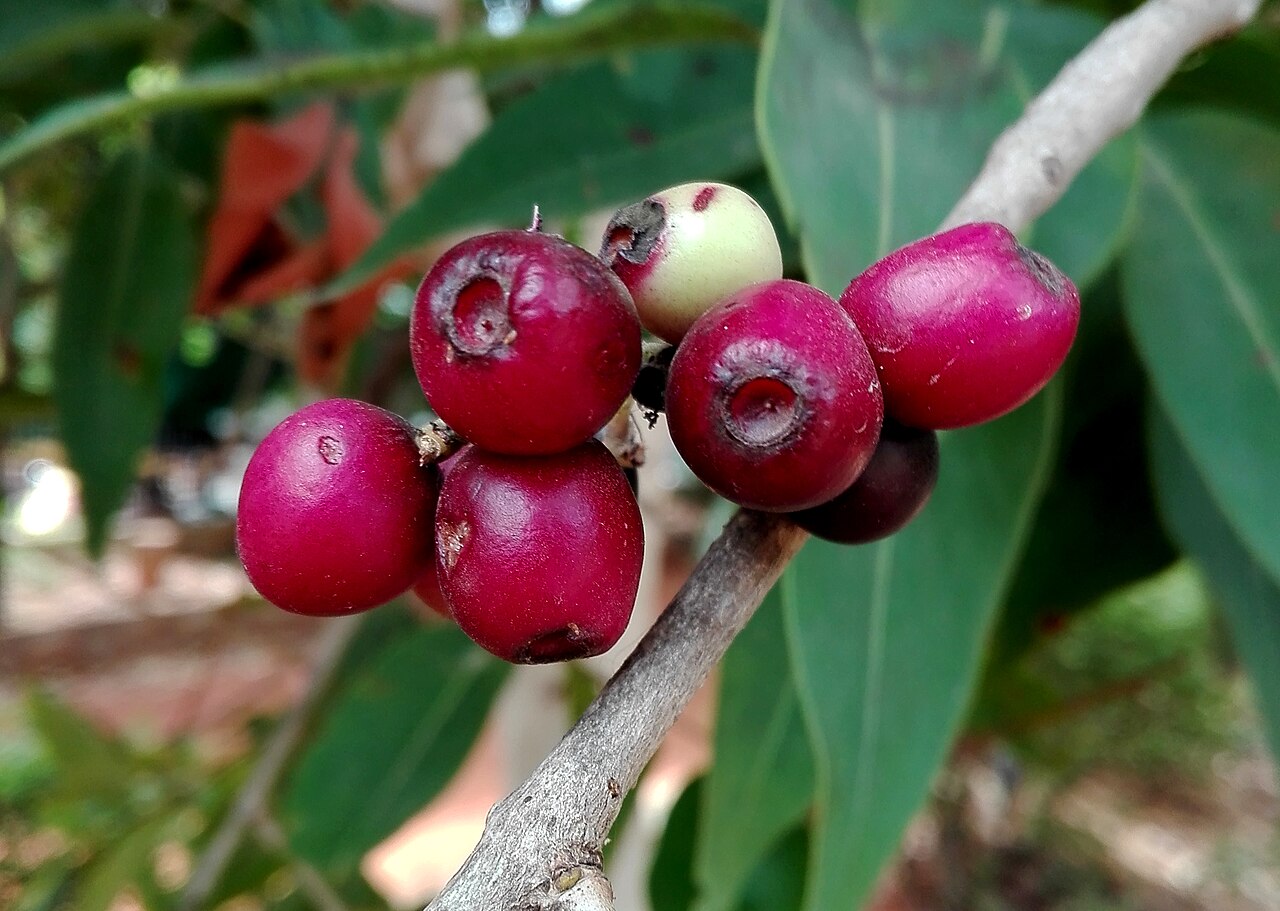 Jamun - (Syzygium cumini) Jamun fruits at Vivekanada Park in Kakinada