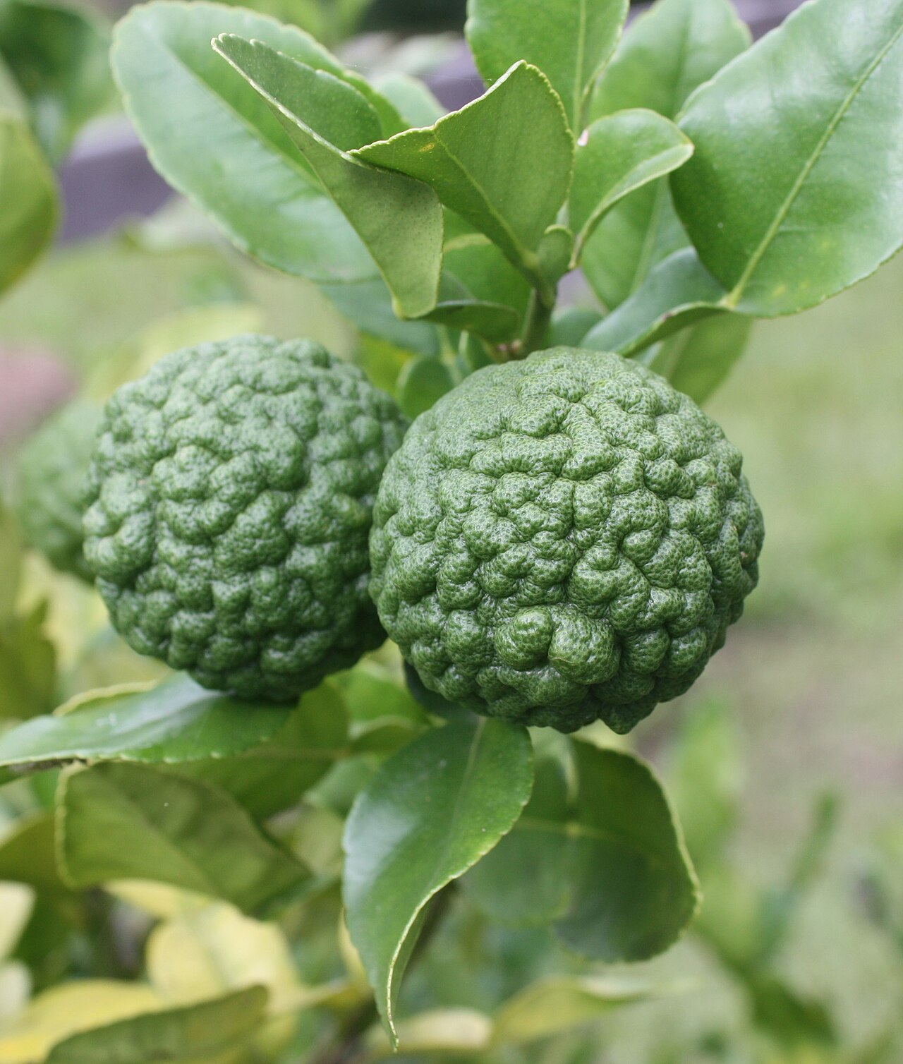 Kaffir Lime - Citrus hystrix fruit. Bellingen, Australia.