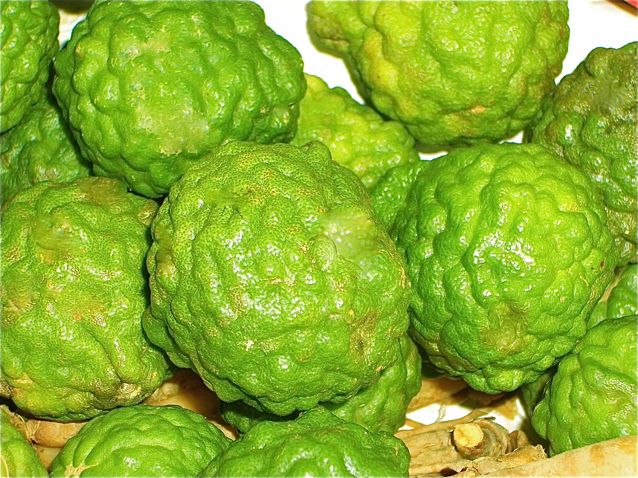 Kaffir Lime - kaffir lime (Citrus hystrix)