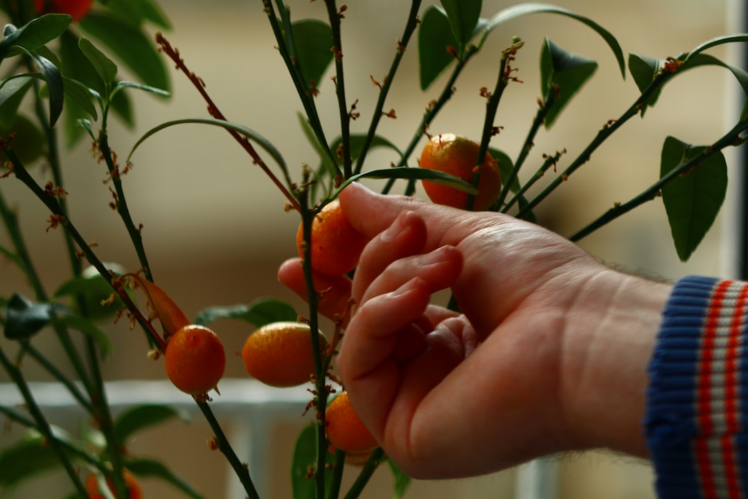 Kumquat - a person holding a branch with small oranges on it