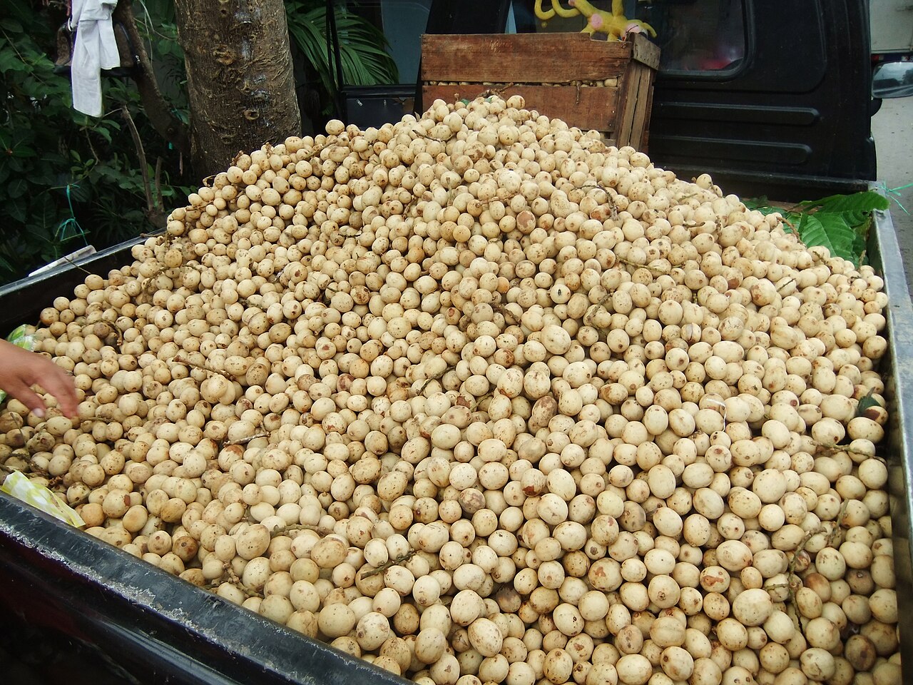 Langsat - Langsat, Lansium domesticum sold in Makassar