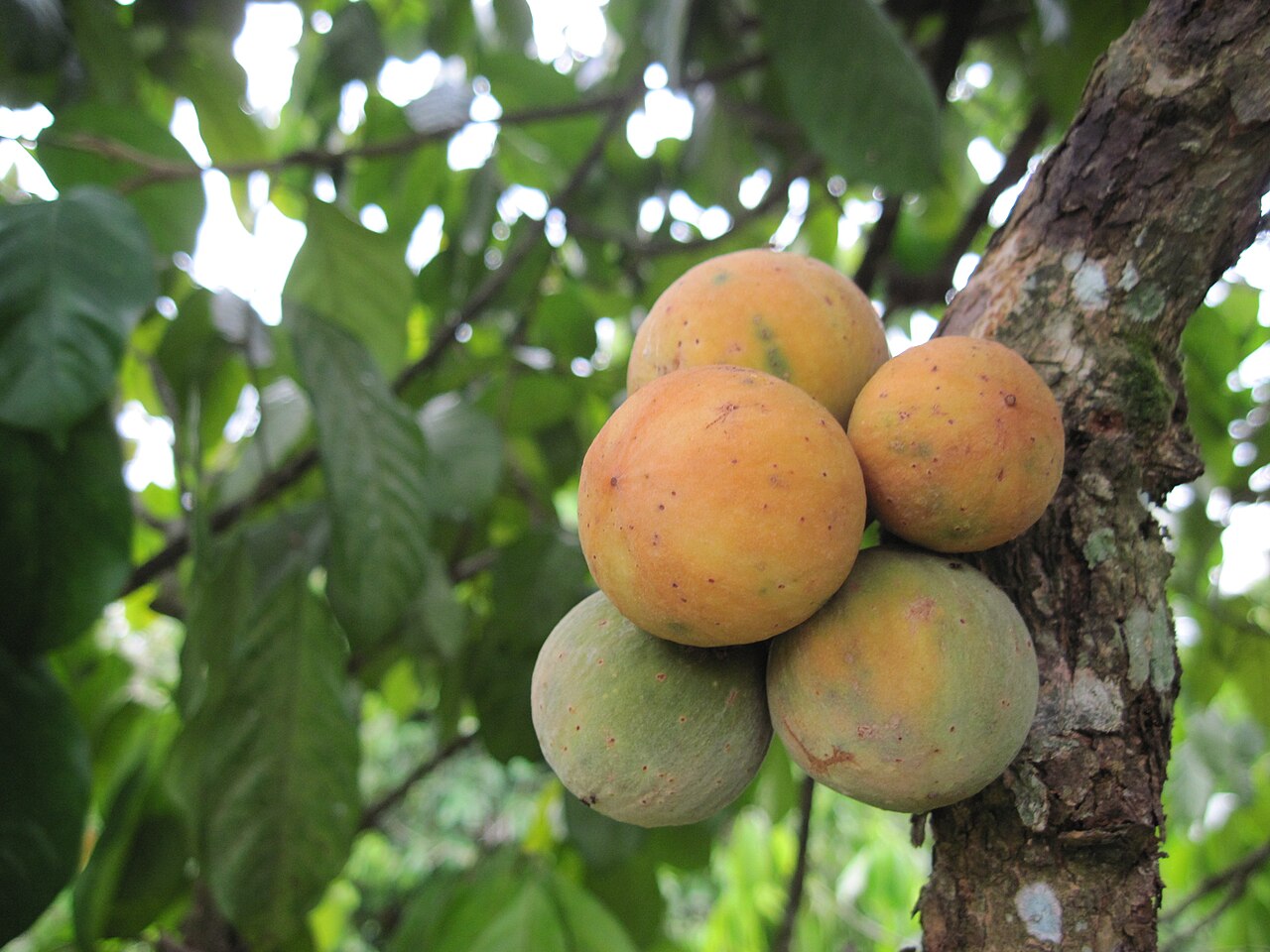 Langsat - Buah duku langsat.