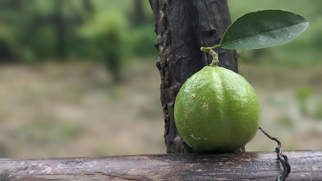 Lemon - A green fruit sitting on top of a wooden fence