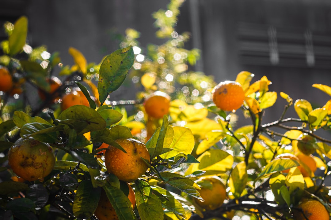 Lemon - a tree with oranges