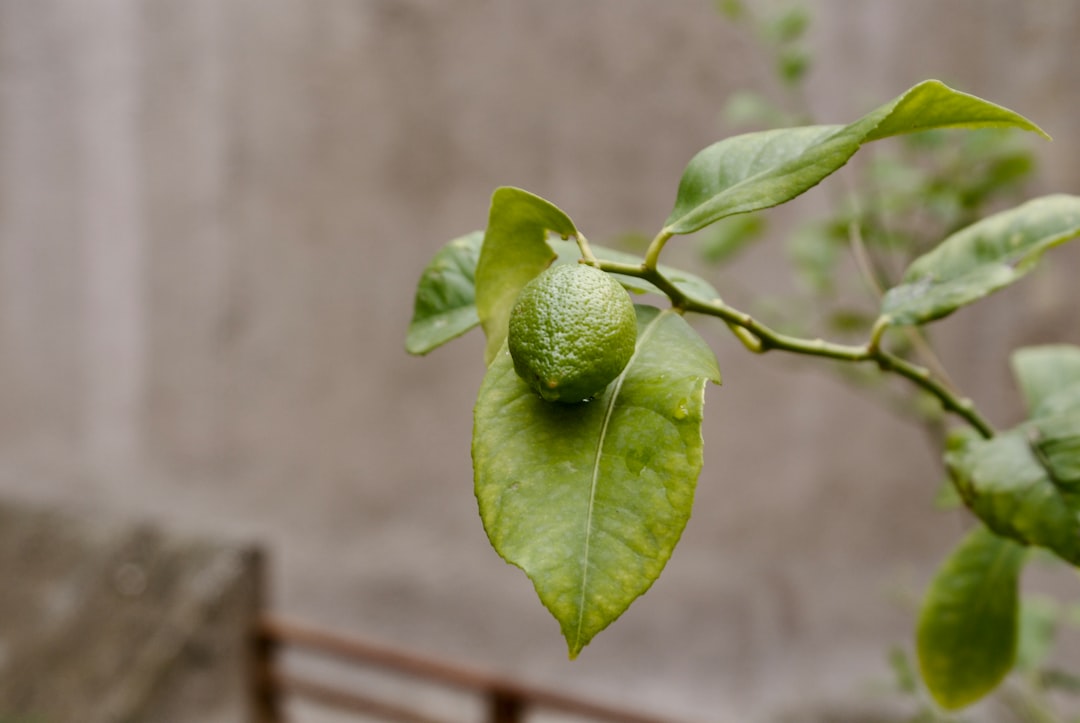 Lime - A small green citrus fruit on a branch.