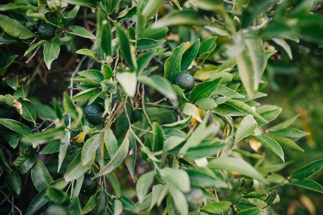 Lime - a close up of a tree with green leaves