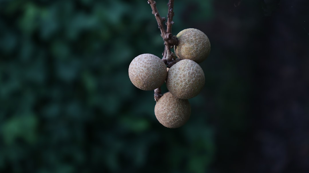 Longan - A cluster of longan fruit hanging from a branch.