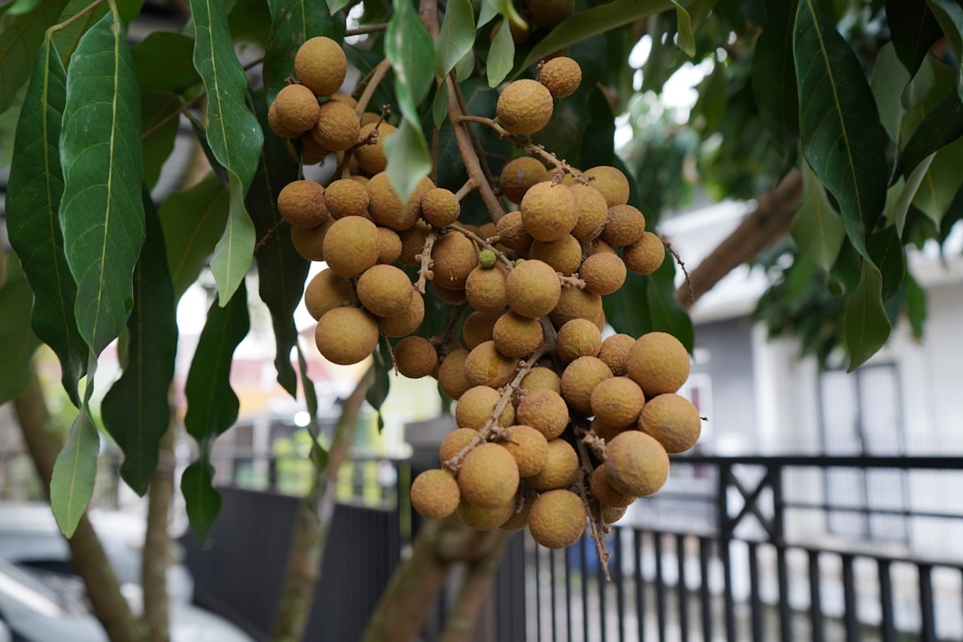 Longan - A bunch of fruit hanging from a tree