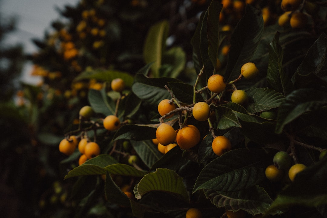 Loquat - Ripe yellow fruit clusters on a dark green tree.