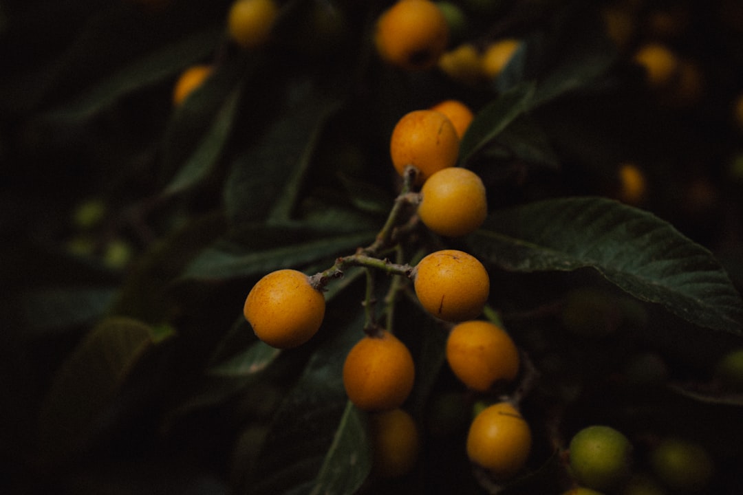 Loquat - Close-up of ripe loquats on a dark leafy branch