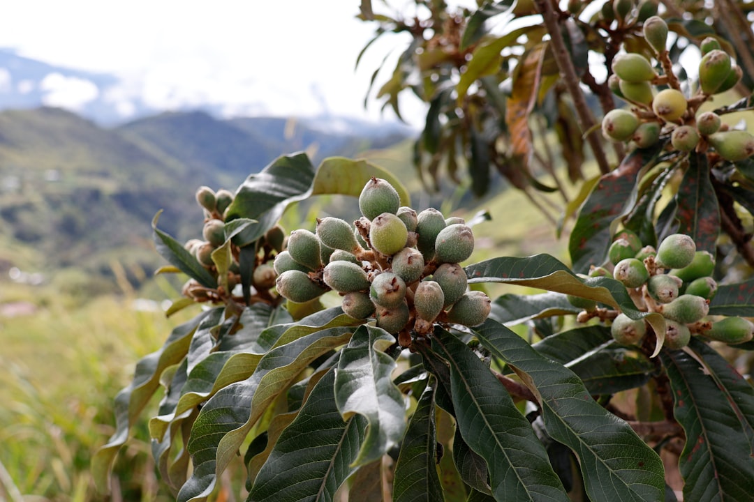 Loquat - Green loquats growing on a tree branch