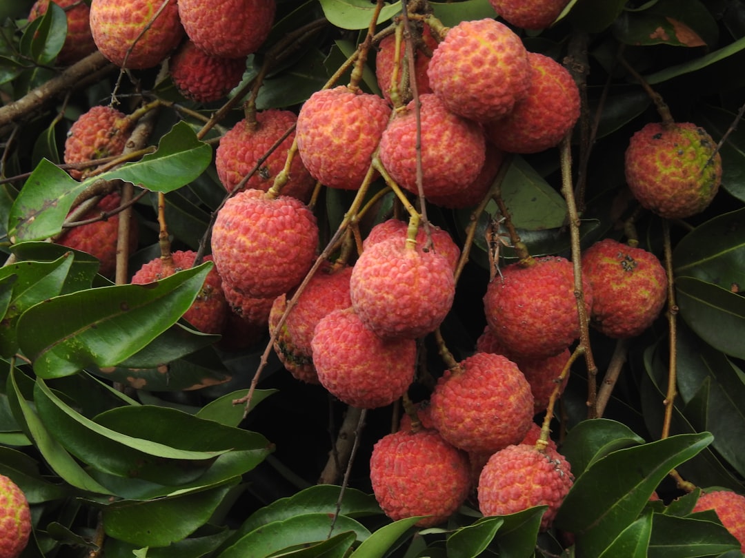 Lychee - a bunch of fruit hanging from a tree