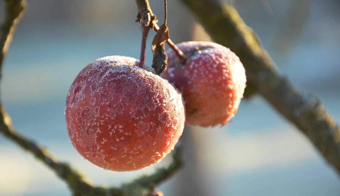 Lychee - a couple of apples that are on a tree