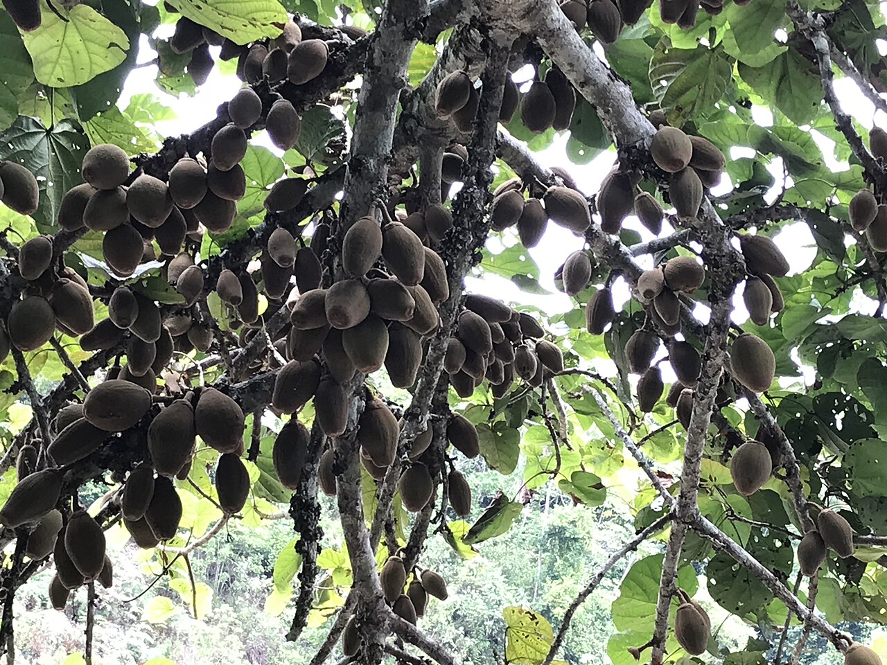 Mamey Sapote - Mamey asilvestrado en la Amazonía peruana, en plena fructificación.