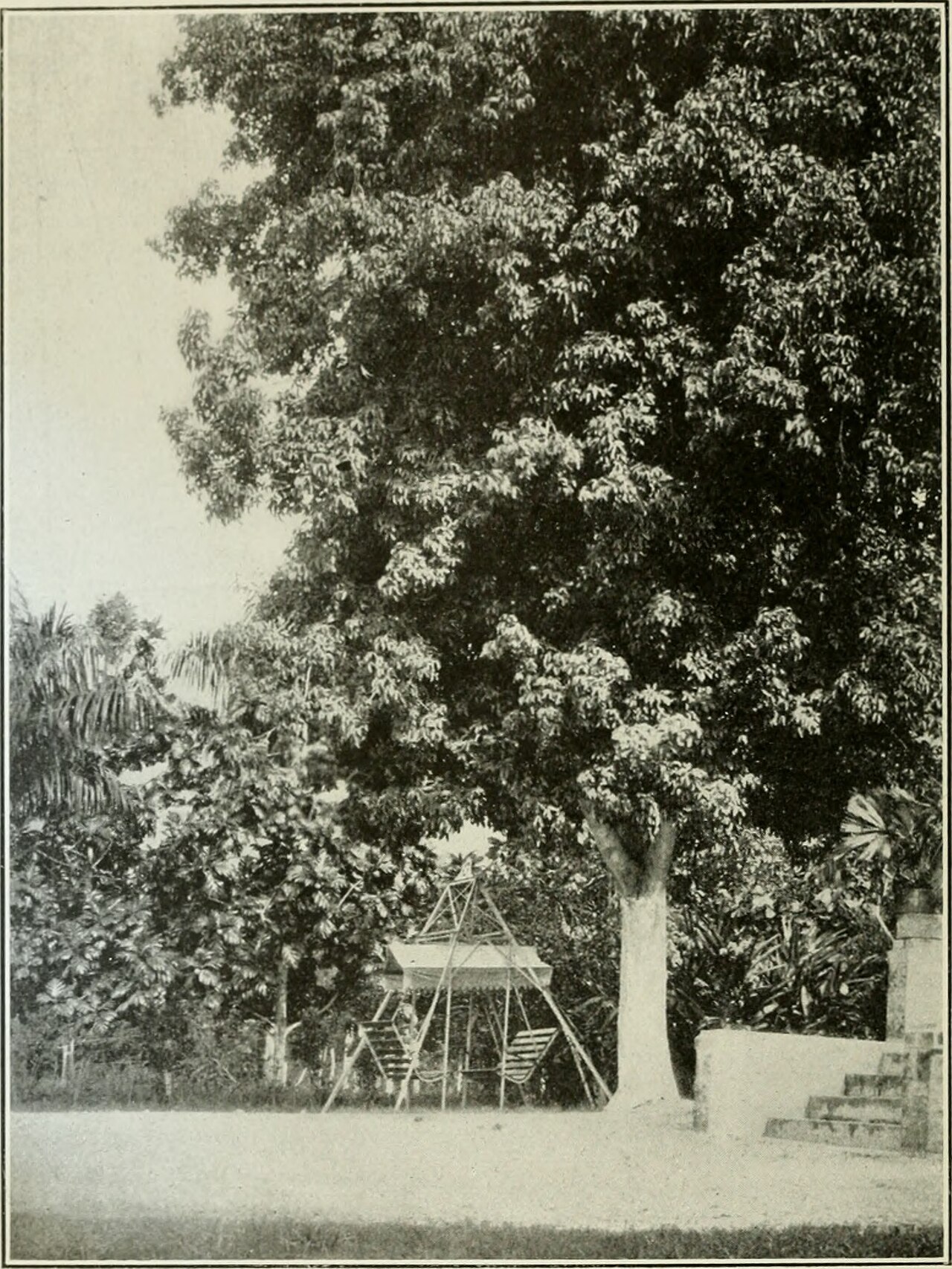 Mamoncillo - Title: The Cuba review
Identifier: cubarevie19muns (find matches)
Year: 1907-1931. (1900s)
Authors: Munson Steamship Line
Subjects: 
Publisher: New York : Munson Steamship Line
Contributing Library: New York Botanical Garden, LuEsther T. Mertz Library
Digitizing Sponsor: The LuEsther T 
