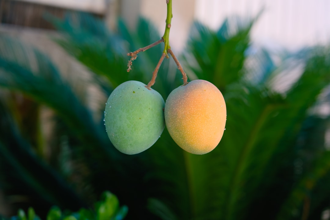 Mango - A couple of fruit hanging from a tree