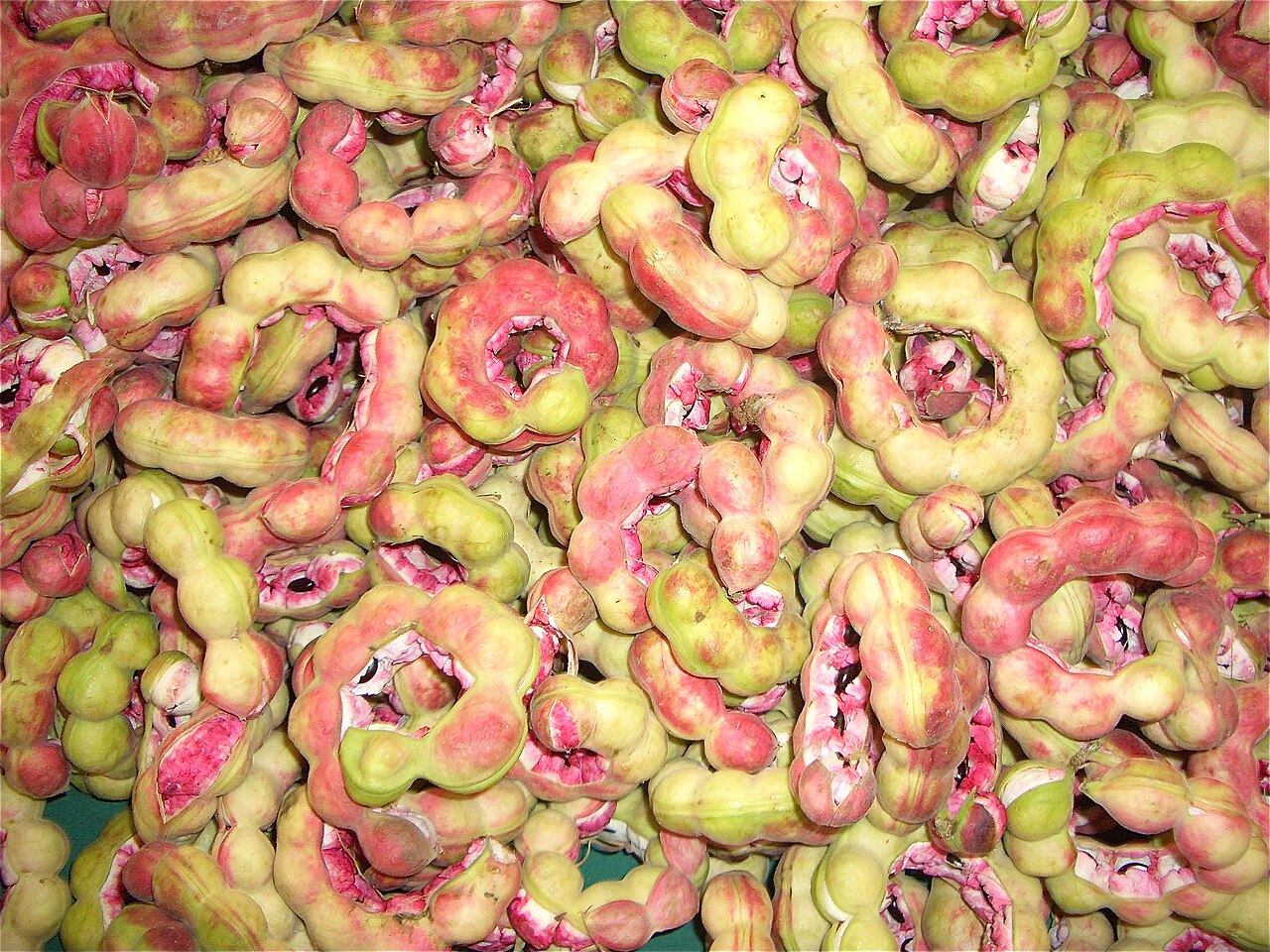 Manila Tamarind - Madras thorn, Manila tamarind (Pithecellobium dulce)