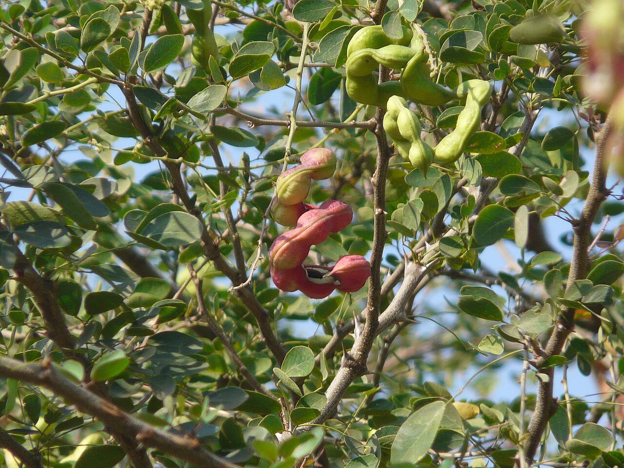 Manila Tamarind - Fabaceae (pea, or bean family) » Pithecellobium dulce
pith-eh-sell-LOH-bee-um -- from the Greek pithekos (ape or monkey) and ellobion (earring)
DUL-see or DUL-say -- meaning, sweet or tender
commonly known as: blackbead, camachile tree, madras thorn, manila tamarind, monkeypod, swe
