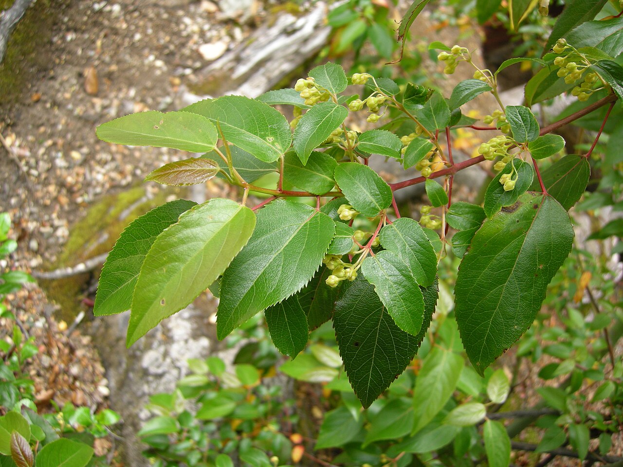 Maqui Berry - Branch of Aristotelia chilensis. Picture taken in Los Alerces National Park (Chubut province, Argentina).