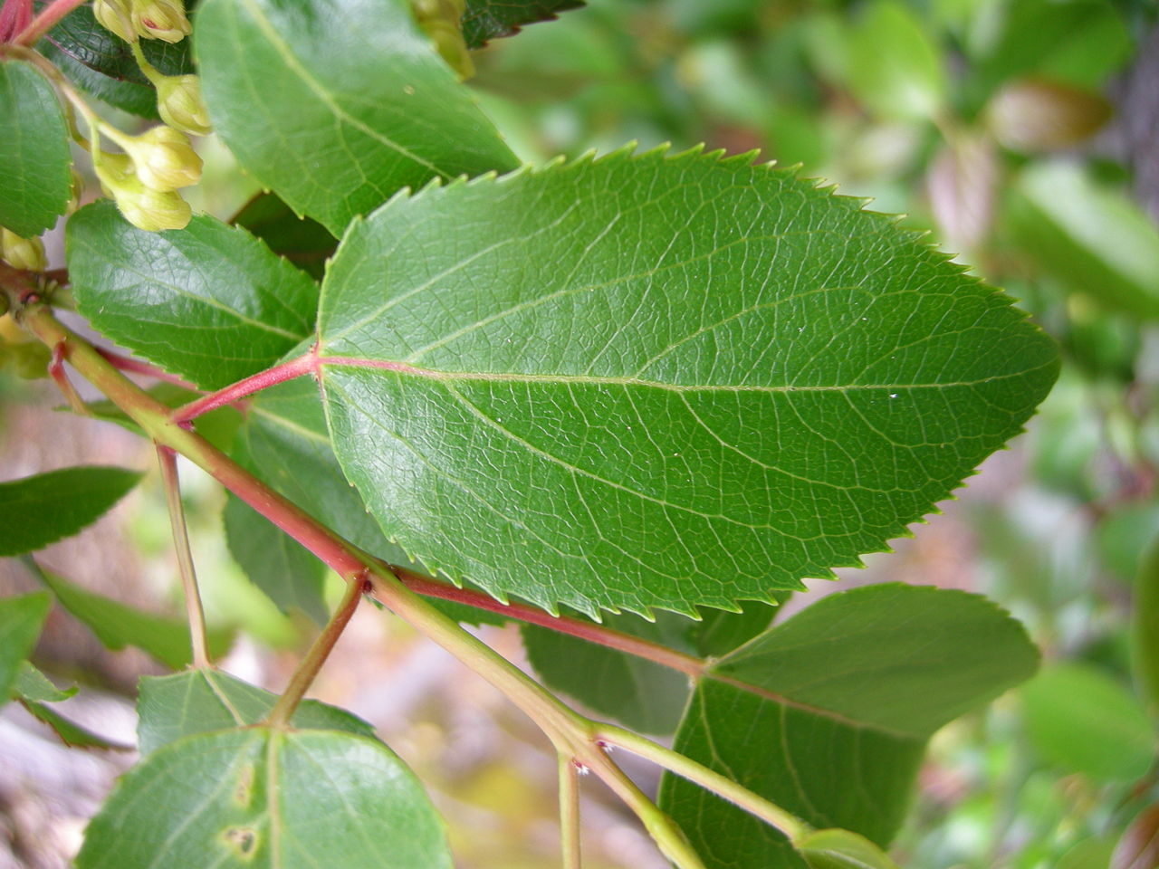 Maqui Berry - Leave of Aristotelia chilensis. Picture taken in Los Alerces National Park (Chubut province, Argentina).