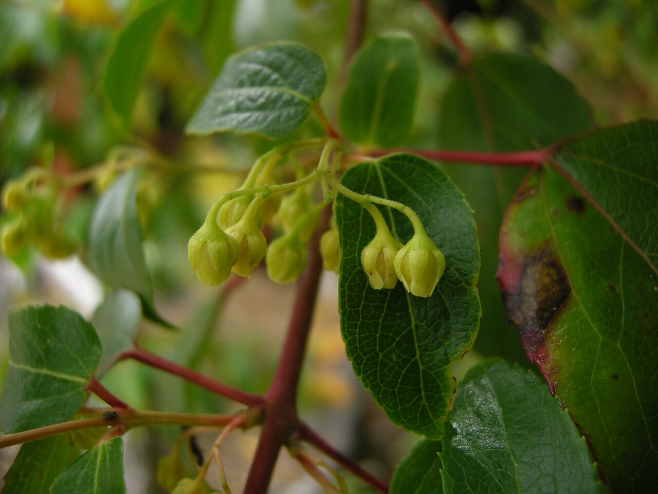 Maqui Berry - Flowers of Aristotelia chilensis. Picture taken in Los Alerces National Park (Chubut province, Argentina).
