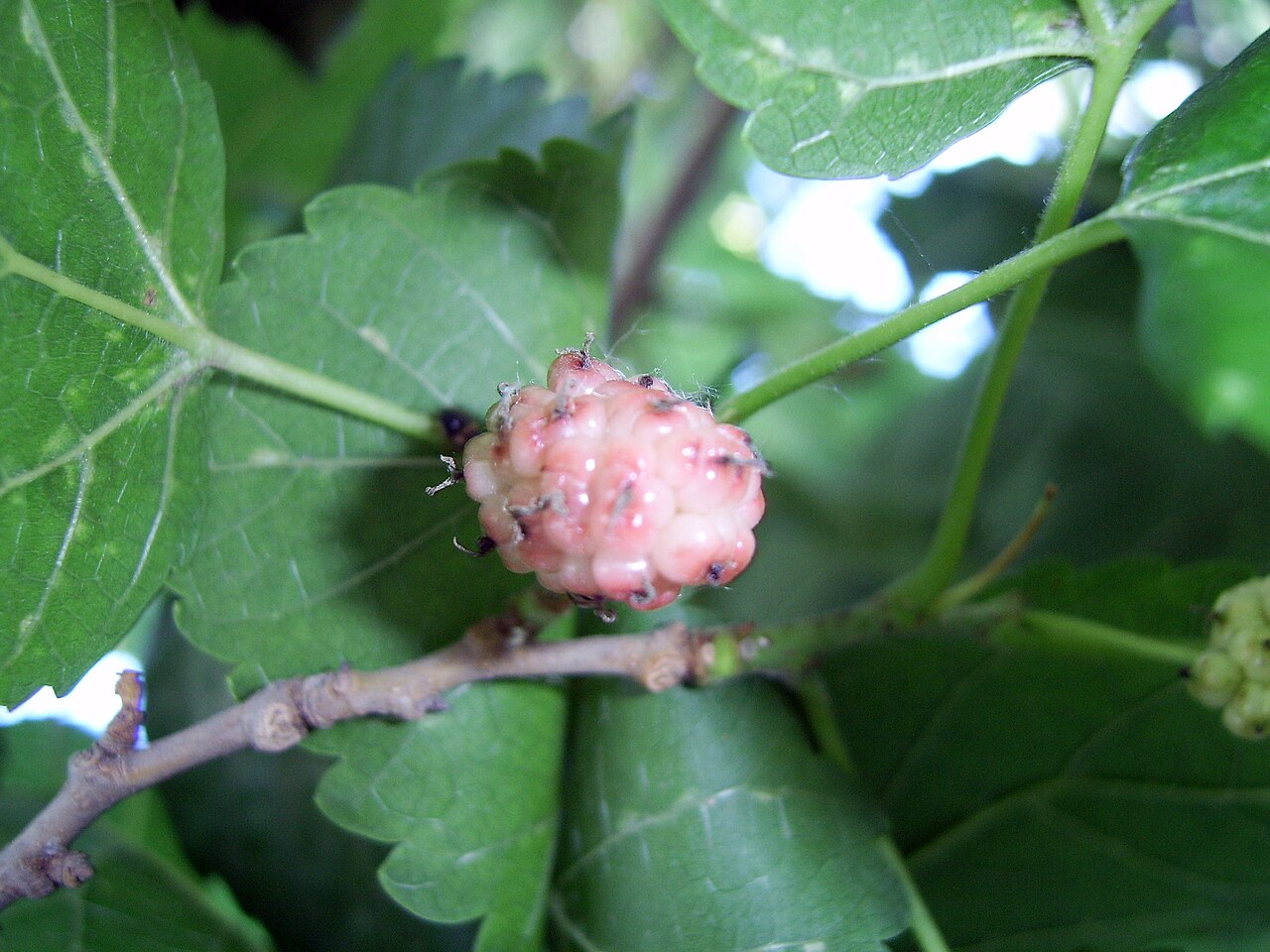 Mulberry - 桑椹，北京植物园