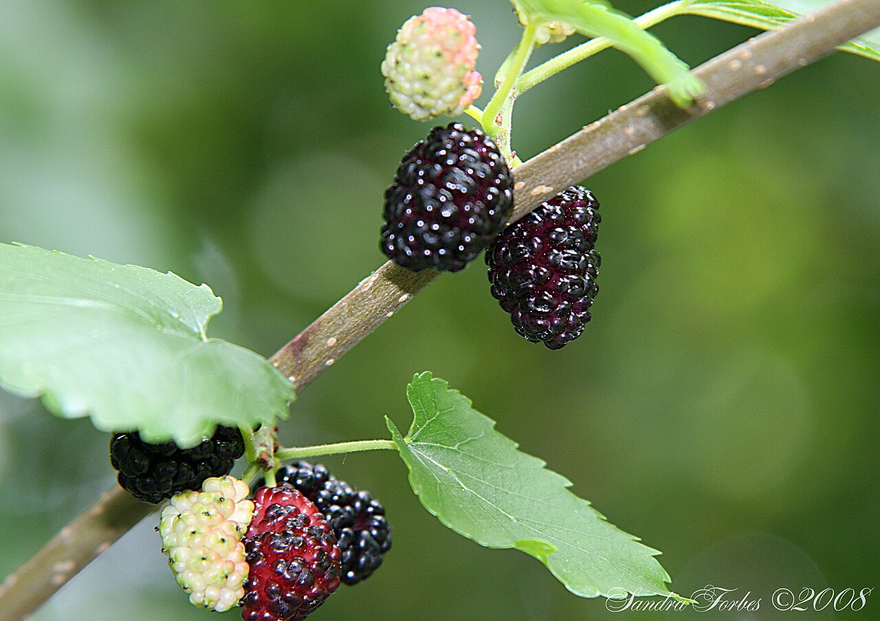 Mulberry - Mulberry