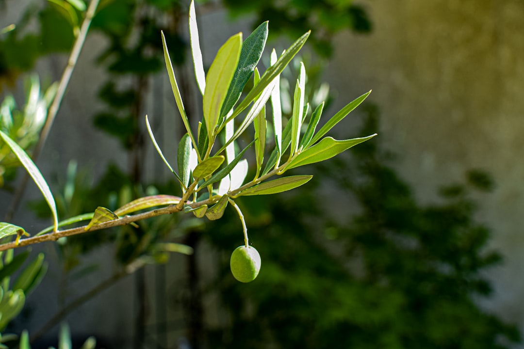 Olive - Single green olive hanging from a branch