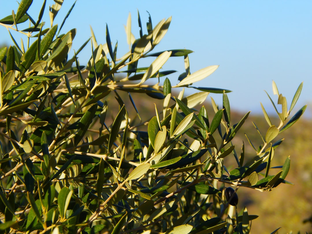 Olive - green plant under blue sky during daytime