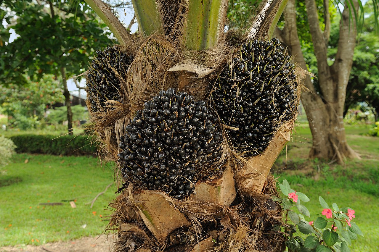 Palm Fruit - Fruit of Elaeis guineensis (oil palm) produced by a young palm at the botanical garden of Portoviejo, Ecuador.