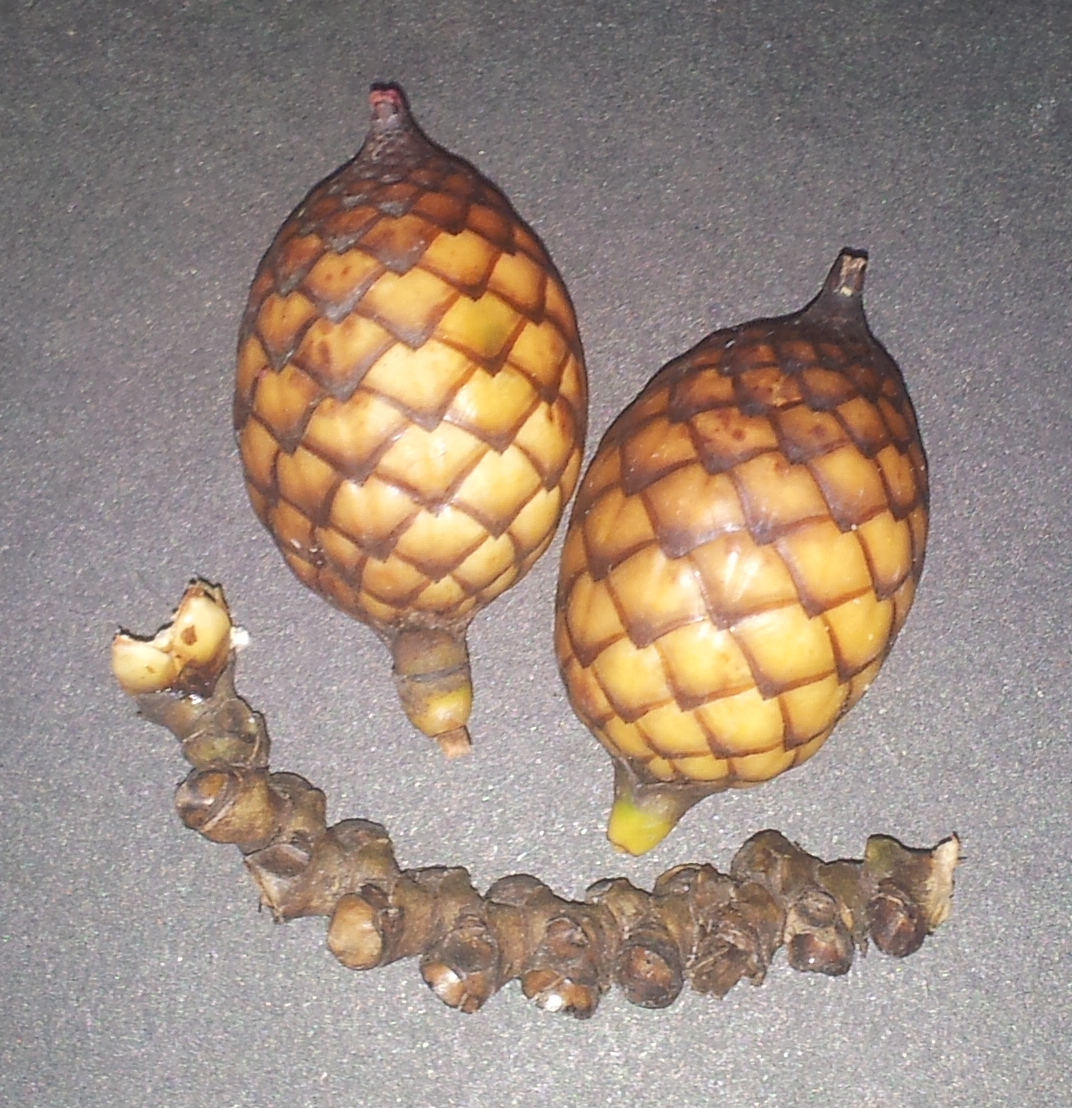 Palm Fruit - Salacca zalacca (Snake fruit) from the Philippines