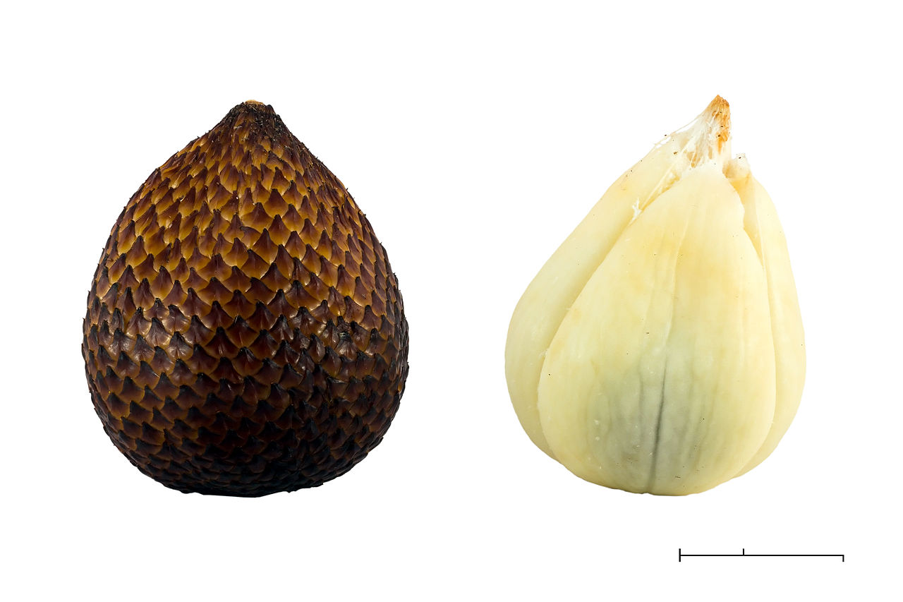 Palm Fruit - Salak (Salacca zalacca), 2015-05-17. Salak pondoh cultivar. Focus stack of four images. Scale shows 1 cm (top) and 1 inch (bottom).