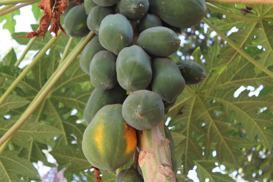 Papaya - a bunch of green fruit hanging from a tree