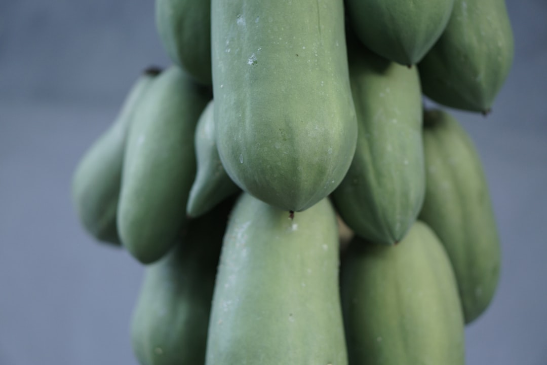 Papaya - a bunch of green bananas hanging from a tree