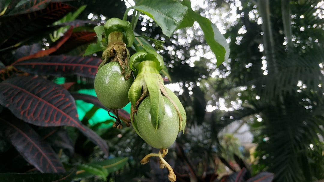 Passion Fruit - a bunch of green fruit hanging from a tree
