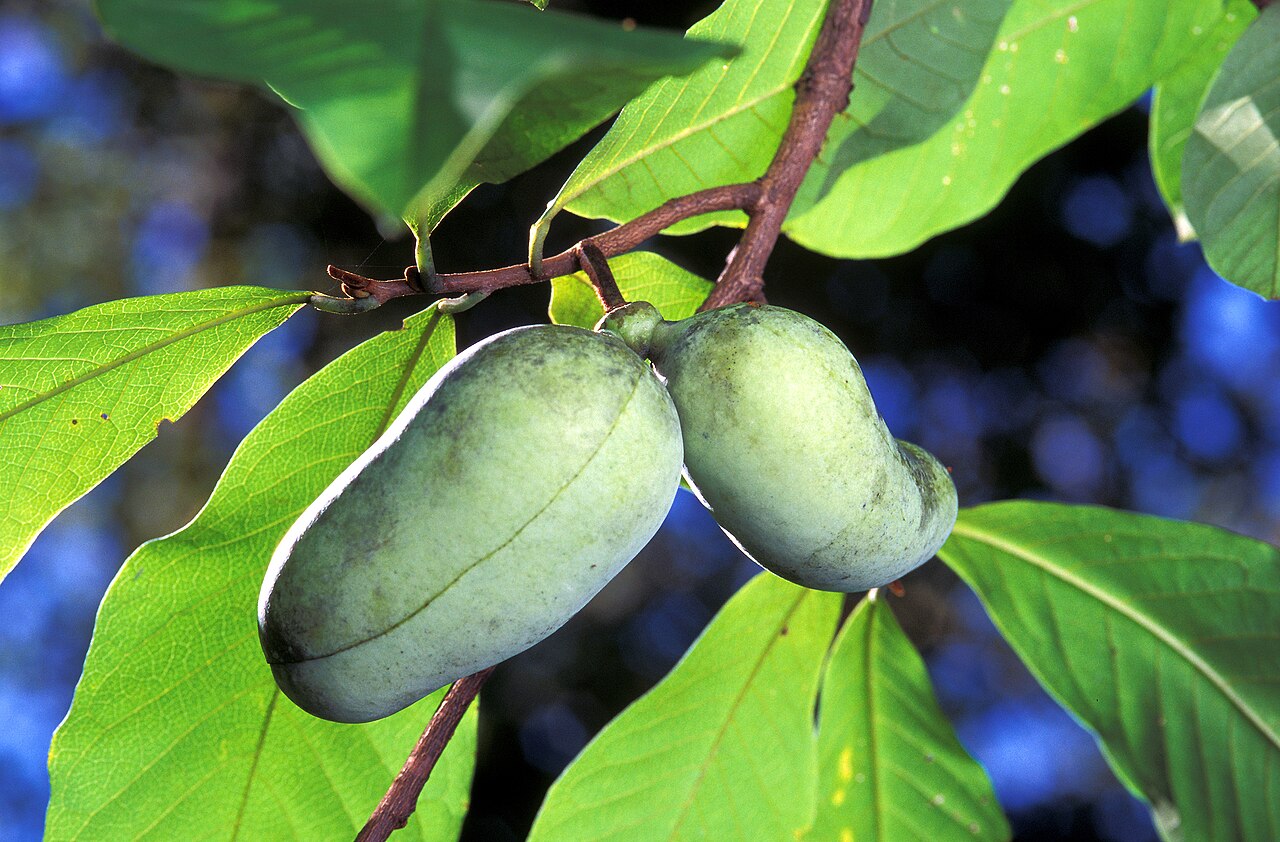 Pawpaw - Asimina triloba —Pawpaw tree; fruit.
The species yields 7–12 centimetres (2.8–4.7 in) long fruit, the largest fruit native to the United States.